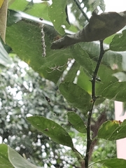 Cyrtophora cicatrosa