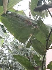 Cyrtophora cicatrosa