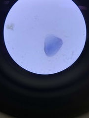 Amoeba proteus