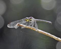 Agrionoptera longitudinalis biserialis