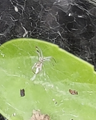 Cyrtophora cicatrosa