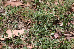 Chenopodium trigonon stellulatum