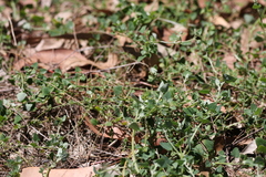 Chenopodium trigonon stellulatum