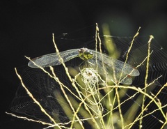 Agrionoptera longitudinalis biserialis