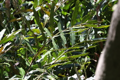 Acrostichum speciosum