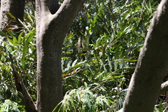 Acrostichum speciosum