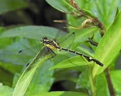 Austrogomphus prasinus