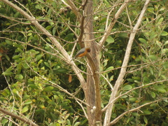 Conirostrum rufum