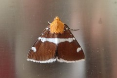 Buzara infractafinis