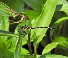 Austrogomphus prasinus