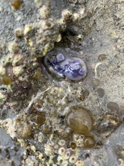 Asterocarpa
