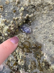 Asterocarpa