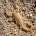 Borrego Sand Scorpion - Photo (c) Devin Stidham, some rights reserved (CC BY-NC), uploaded by Devin Stidham