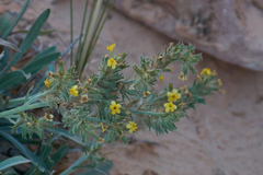 Oreocarya confertiflora
