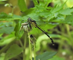 Austrogomphus prasinus