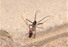 Leptomyrmex rufithorax