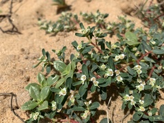 Euphorbia rosea