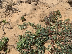 Euphorbia rosea