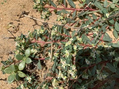Euphorbia rosea