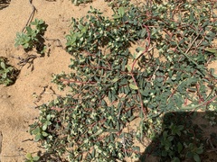 Euphorbia rosea