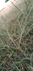 Cynodon dactylon