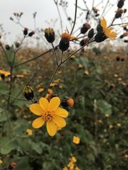 Simsia lagasceiformis