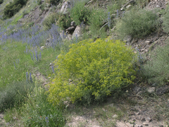 Bilacunaria microcarpos