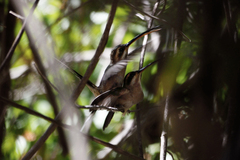 Phaethornis mexicanus