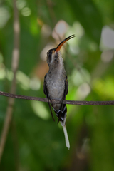 Phaethornis mexicanus