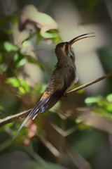 Phaethornis mexicanus