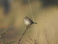 Xenospiza baileyi