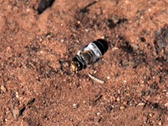 Stenotritidae