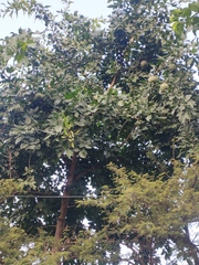 Rutaceae