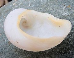 Sinum zonale