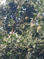 Rutaceae
