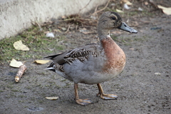 Anas platyrhynchos × acuta