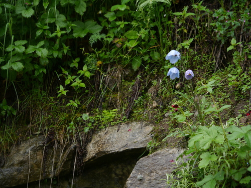 Meconopsis aculeata, photograph 6