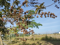 Lagerstroemia langkawiensis