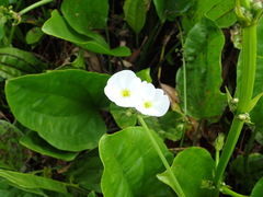 Echinodorus palifolius