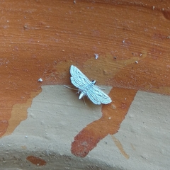 Parapoynx fluctuosalis