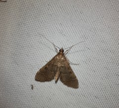 Steniini