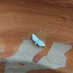 Parapoynx fluctuosalis