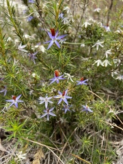 Calectasia cyanea