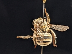 Anthophora californica