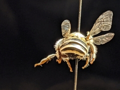Anthophora californica