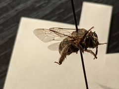 Anthophora californica