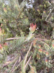 Adenanthos cygnorum