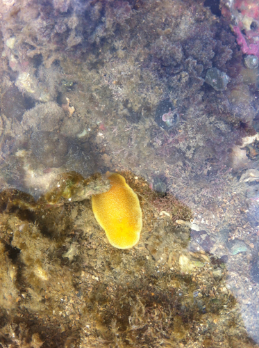 Dendrodoris citrina