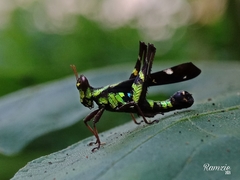 Erianthus versicolor