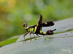 Erianthus versicolor
